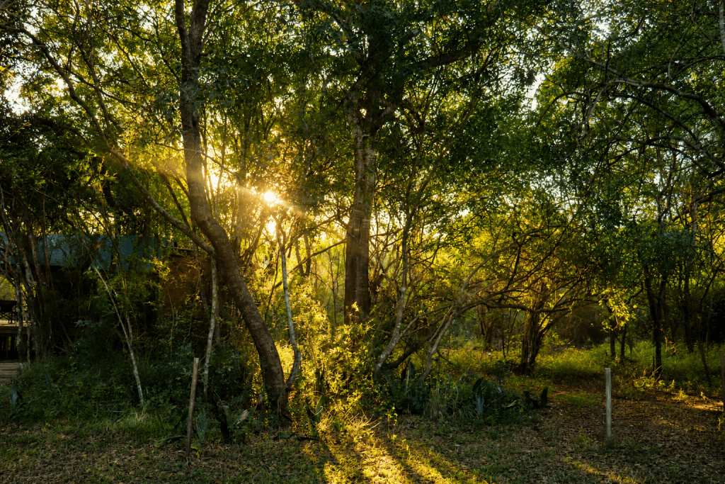 ihlathi lodge outdoor5