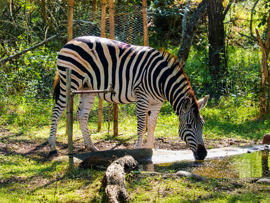 ihlathi lodge zebra at watering hole 1