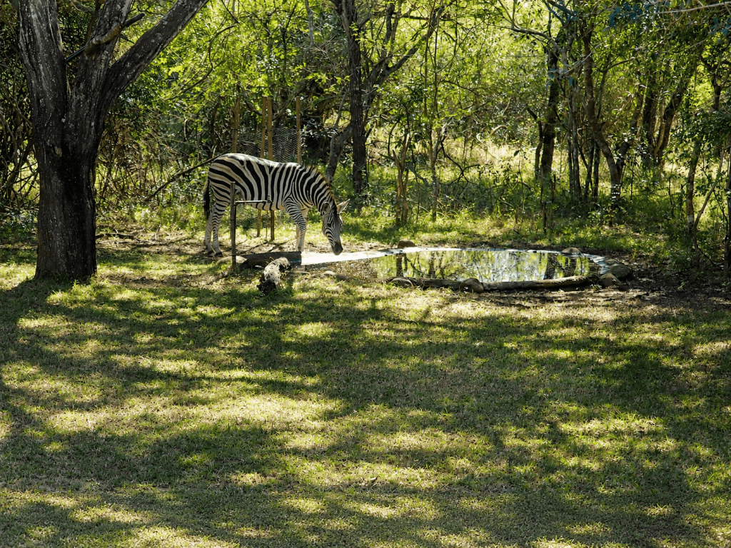 ihlathi lodge zebra at watering hole 2